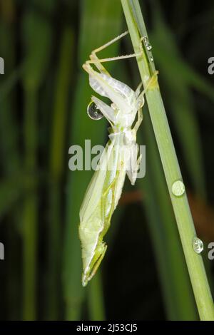 Grasshopper, Northern Grass Pyrgomorph, Atractomorpha similis, o Australian Grass Pyrgomorph, Atractomorpha australis. Esoscheletro di distacco. Foto Stock