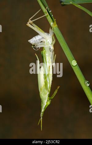 Grasshopper, Northern Grass Pyrgomorph, Atractomorpha similis, o Australian Grass Pyrgomorph, Atractomorpha australis. Esoscheletro di distacco. Foto Stock