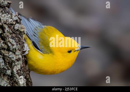 Prothonotary Warbler arroccato su un albero in Ohio Foto Stock