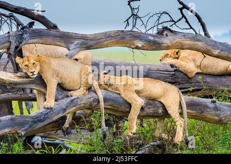 Un orgoglio dei cuccioli sonnolenti del leone su un albero Foto Stock