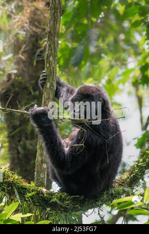 Montagna Gorilla in Bwindi Parco Nazionale della Foresta impenetrabile su un ramo Foto Stock