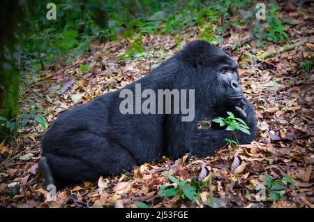 Montagna Gorilla giorno sognando nella foresta di Bwindi Foto Stock