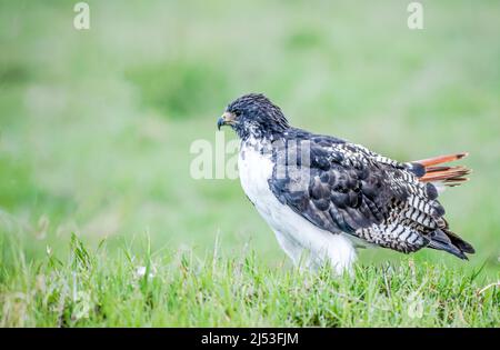 Augur Buzzard appollaiato sull'erba in Africa Foto Stock