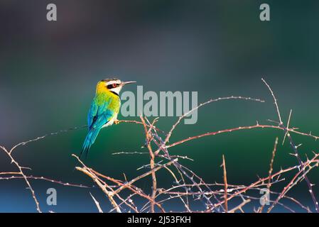 Ape-mangiatore di breasted blu arroccato su un albero Foto Stock