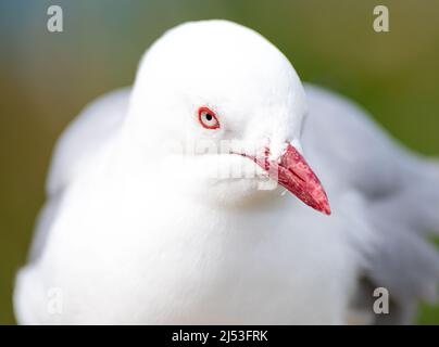 Gabbiano fatturato rosso seduto sulle uova in Nuova Zelanda Foto Stock