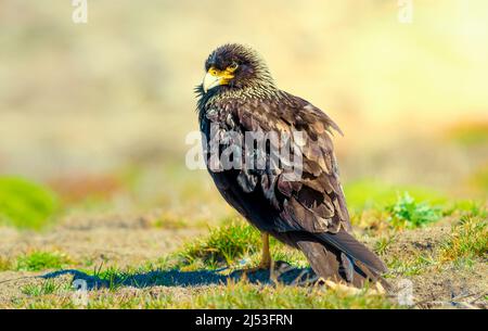 Caracara striata sul terreno foraging per cibo Foto Stock