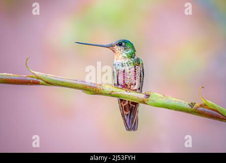 Hummingbird di stella blu arroccato su un albero Foto Stock