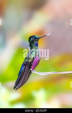 Hummingbird di stella blu arroccato su un albero Foto Stock