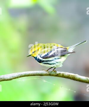 Verruello nero-gettato arroccato su un albero Foto Stock