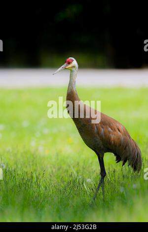 Sandhill Crane foraging in erba in un campo nel Michigan Foto Stock