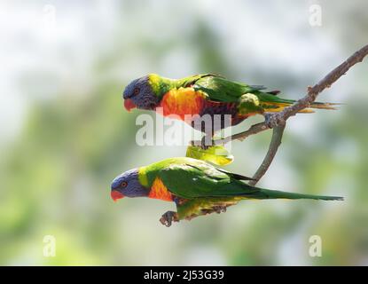 Arcobaleno lorikeets arroccato su un albero in Australia Foto Stock