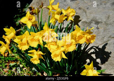 Fiori primaverili in fiore. Foto Stock