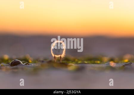 Foto retroilluminata di un pulcino di 2 giorni Piping Plover in piedi sulla spiaggia con il sole che mette in risalto le sue piume giù / fuzzy Foto Stock