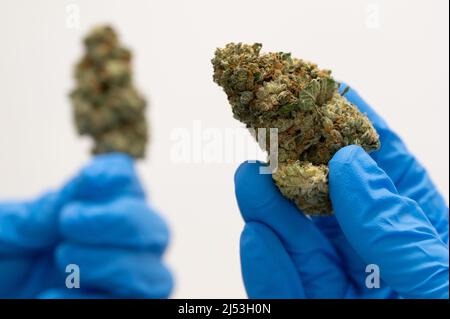 Ebersbach, Germania. 15th Mar 2022. Cornelius Maurer, co-fondatore e CEO della società farmaceutica Demecan, possiede fiori di cannabis medicinale essiccati. Fondata nel 2017, l'azienda è una delle tre che l'Istituto Federale per la droga e i dispositivi medici ha permesso di coltivare la cannabis in Germania. Credit: Kahnert/dpa-Zentralbild/dpa/Alamy Live News Foto Stock