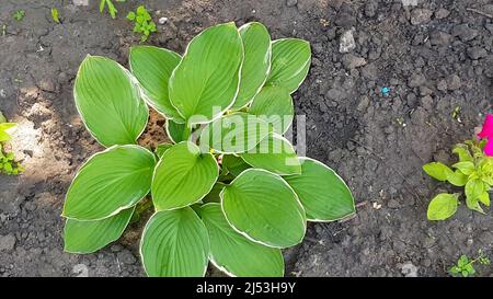 cespuglio ospite pianta giovane su un letto di fiore, sfondo di suolo, foglie verdi della pianta ospite che ondeggiano nel vento. Foto Stock