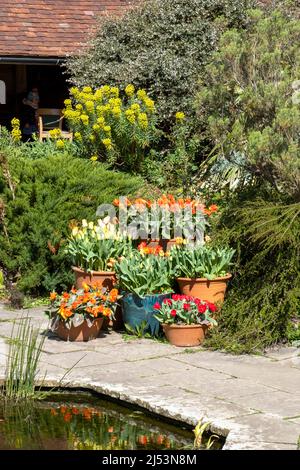 Mostra primaverile di tulipani in pentole presso il giardino sommerso Great Dixter, East Sussex, UK Foto Stock