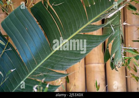 Grande parete di bambù e paglia decorata con piante e grandi foglie di piante di Mostera. Foto Stock