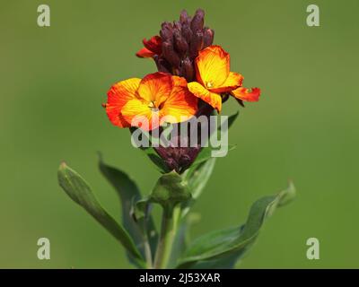 Fiore rosso giallo di Wallflower, Erysimum cheiri Foto Stock
