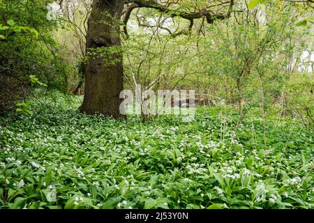 Aglio selvatico, Allium ursinum, o bastoni che crescono in un bosco di Norfolk. Foto Stock