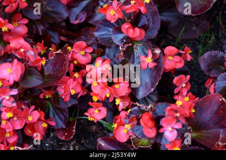 Fiori rossi di Begonia tuberosa su un letto di fiori nel parco Foto Stock