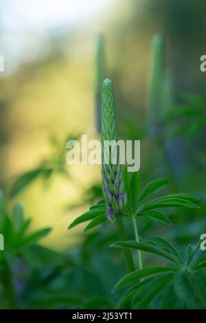 Lupin non ancora in fiore, questa pianta è invasiva in svezia Foto Stock