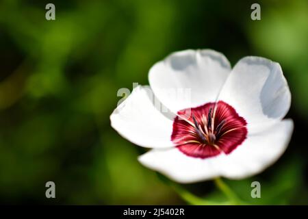 Fiori rossi e bianchi di lino da campo nel giardino Foto Stock