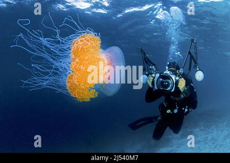 Scuba Diver Fotografie un Corona Jelly Fish (Netrostoma setouchina, Netrostoma setouchianum), Ari Atoll, Maldive, Oceano Indiano, Asia Foto Stock