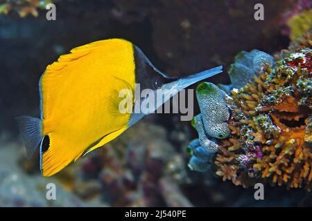 Grande pesce farfalla a naso lungo (Forcipiger longirostris), Ari Atoll, Maldive, Oceano Indiano, Asia Foto Stock