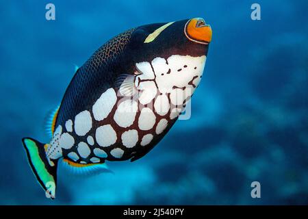 Clown Triggerfish o Big-spotted Triggerfish (Balistoides cospicillum) che nuotano in una barriera corallina, Ari Atoll, Maldive, Oceano Indiano, Asia Foto Stock