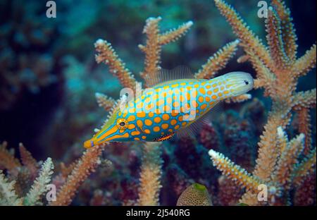 Longnose filefish o Beaked LeatherJacket (Oxymonacanthus longirostris), Ari Atoll, Maldive, Oceano Indiano, Asia Foto Stock