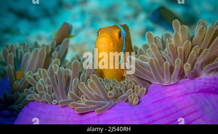 Anemonefish di Maldive (anemonefish di Amphiprion nigripes) in un anemone di mare magnifico (Heteractis magnifica), atollo di Ari, Maldive, Oceano Indiano, Asia Foto Stock