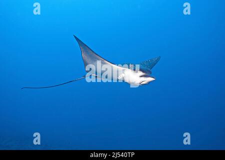 Le aquile bianche (Aetobatus narinari) in acque blu, Atollo di Ari, Maldive, Oceano Indiano, Asia Foto Stock