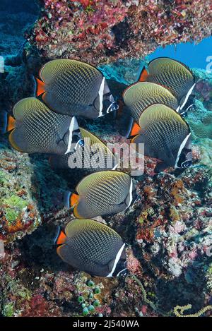 Un gruppo di pesci farfalla (Chaetodon collare) in una barriera corallina, Ari Atoll, Maldive, Oceano Indiano, Asia Foto Stock