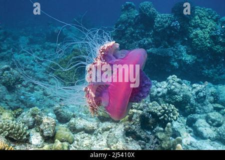 Crown Jelly Fish (Netrostoma setouchina, Netrostoma setouchianum), Ari Atoll, Maldive, Oceano Indiano, Asia Foto Stock