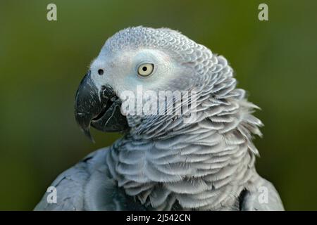 Ritratto di dettaglio di pappagallo grigio bello. Pappagallo grigio africano, Psittacus erithacus, seduto sul ramo, Africa. Uccello dal gabbiano verde tropico fo Foto Stock