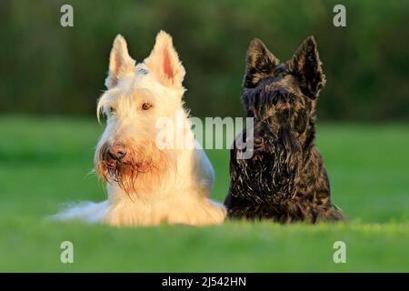 Bella scozzese terrier, seduta su prato verde erba, foresta di fiori sullo sfondo, Scozia, Regno Unito. Coppia di bianco e nero (wheaten) Foto Stock