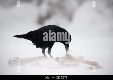 Raven con lepre carcassa durante la tempesta di neve. Vento forte con neve durante l'inverno. Raven, uccello nero seduto sull'albero della neve durante l'inverno, abitudine della natura Foto Stock