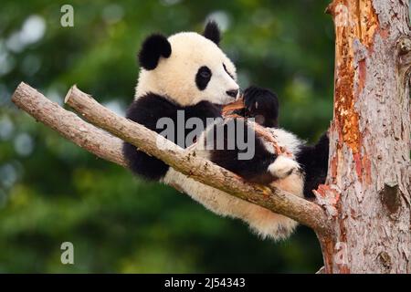 Divertente Panda Bear. Il giovane Panda Bear comico sull'albero. Mentendo carino giovane panda gigante che alimenta corteccia di albero. Panda gigante di Sichuan dalla Cina, Asi Foto Stock