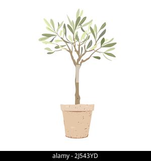 Albero di olive con in elegante vaso di argilla isolato su sfondo bianco. Elemento decoratore per piante domestiche. Illustrazione Vettoriale