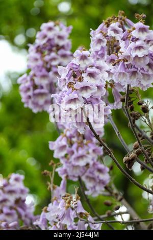 Paulownia fortunei Fast Blue ('Minfast'). Paulownia 'Fast Blue', Paulownia fortunei 'Minfast', Paulownia tomentosa 'Fast Blue', Paulownia fortunei 'fa Foto Stock