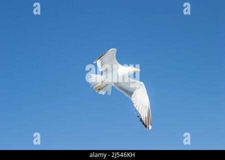 Un gabbiano volante isolato nel cielo blu, sopra la superficie dell'acqua del Mar Egeo. Foto Stock