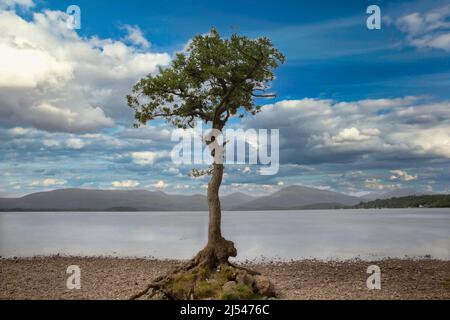 Il pittoresco Lone Tree a Milarrochy Bay sul Loch Lomond, vicino al villaggio di Balmaha, Scozia. Foto Stock