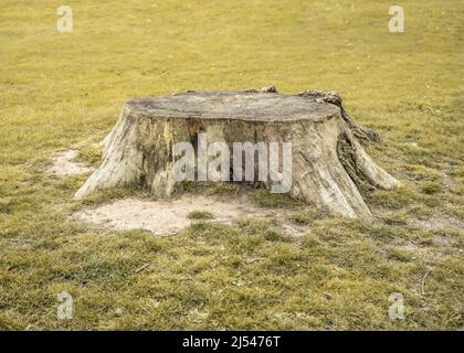 New Barnet, Londra, Regno Unito - 11 aprile 2022: Un ceppo di albero si siede tra un po' di erba verde. Foto Stock