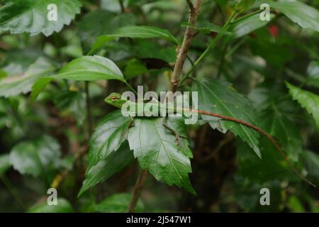 Una piccola lucertola verde della foresta del bambino (calotes calotes) che si siede sulla parte superiore di una foglia di pianta di Hibiscus Rosa sinensis Foto Stock