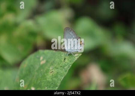 Vista laterale di una farfalla blu di Gram (Euchrysops cnejus) sopra una punta di foglia selvaggia Foto Stock