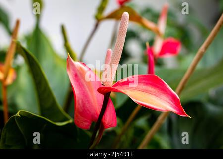 Vista di Anterhurium andraeanum che è una pianta di fioritura. Conosciuto anche come fiore di flamingo, fiore di coda, tavolozza del pittore. Foto Stock