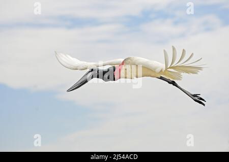 Jaribu (Jabiru mycteria), in volo, Brasile, Pantanal Foto Stock