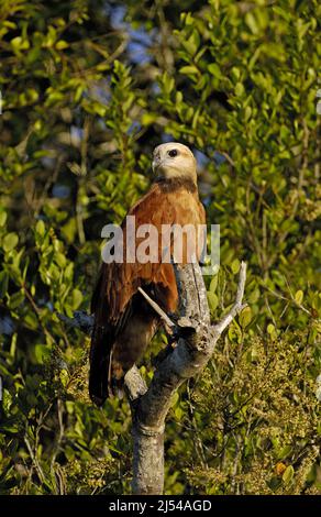 Falco nero-colto (Busarellus nigricollis), arroccato su un albero morto, Brasile, Pantanal Foto Stock