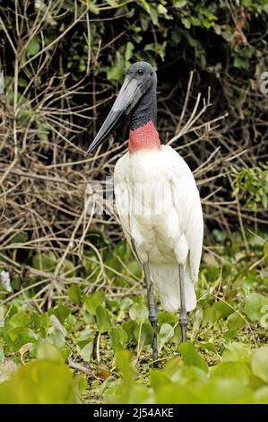 Jaribu (Jabiru mycteria), si trova in zone umide, Brasile, Pantanal Foto Stock