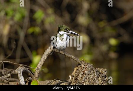 Amazon Kingfisher (Chloroceryle amazona), maschio arroccato su un ramo, Brasile, Pantanal Foto Stock